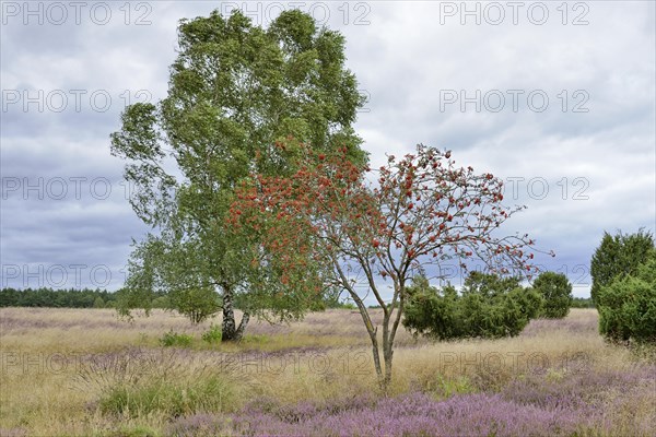 Heathland