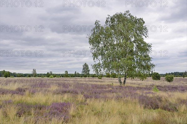 Heathland