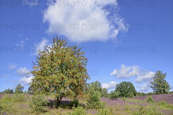 Heathland