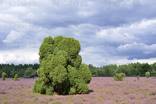 Heathland