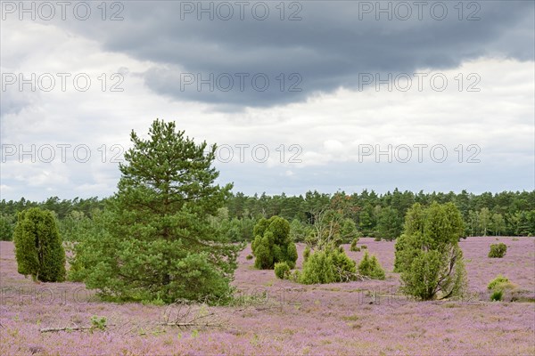 Heathland