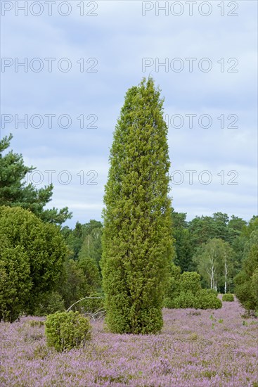 Heathland