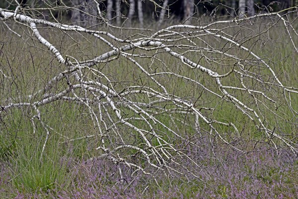 Heathland