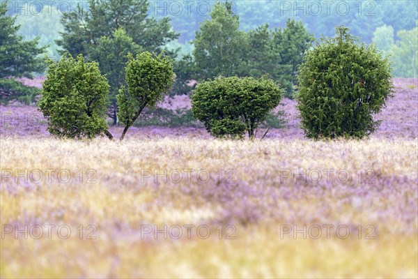 Heathland