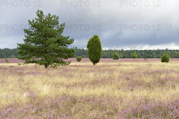 Heathland