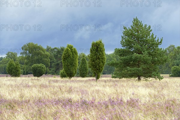 Heathland