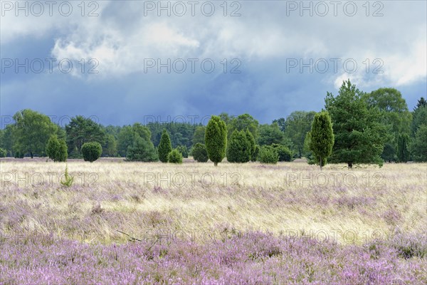 Heathland