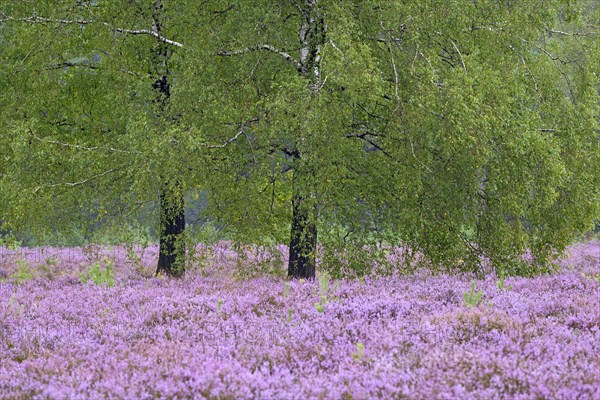 Heathland