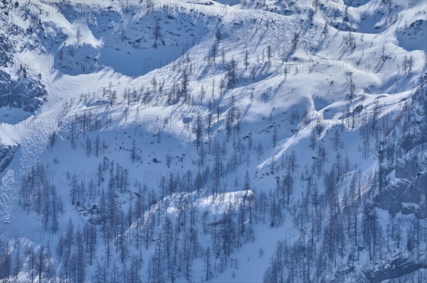 Mountain forest with ski tracks in winter