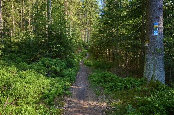 Coniferous forest