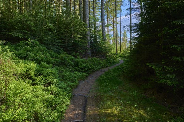 Coniferous forest