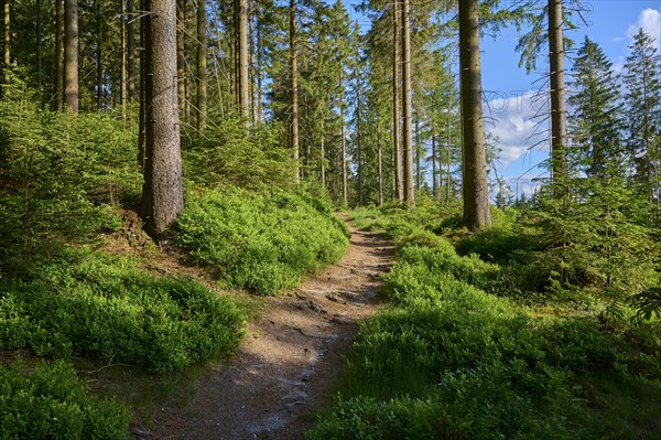 Coniferous forest