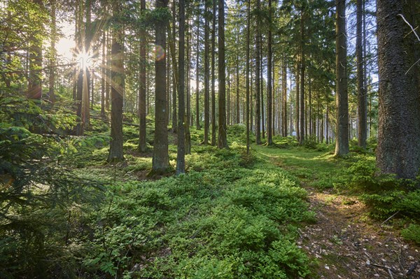 Coniferous forest