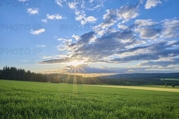 Grain field