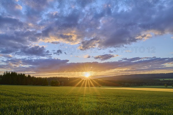 Grain field