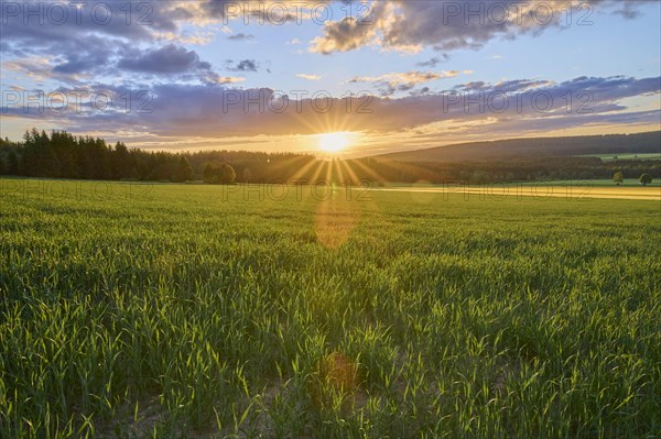 Grain field