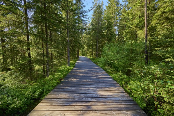 Wood plank path