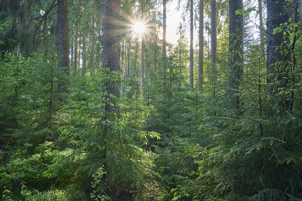 Coniferous forest