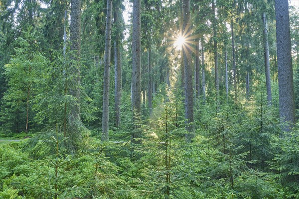 Coniferous forest