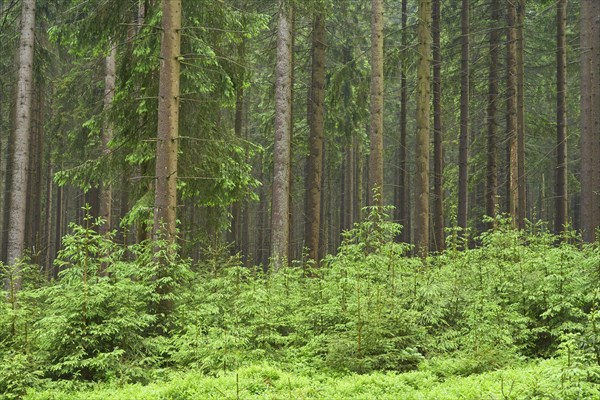 Coniferous forest