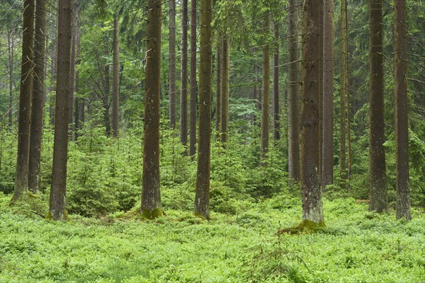 Coniferous forest