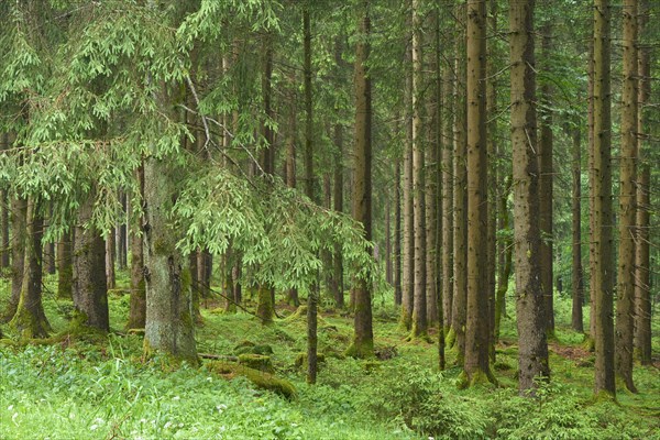 Coniferous forest