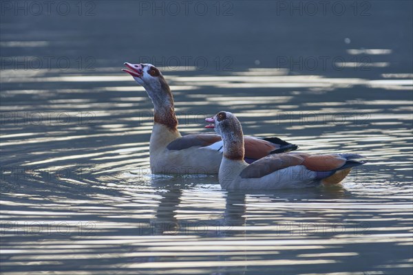 Egyptian Goose