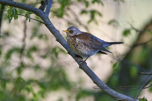 Fieldfare