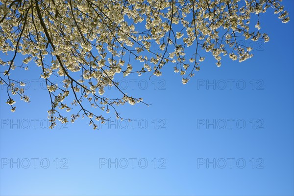 Cherry tree