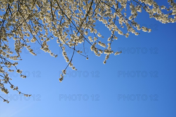 Cherry tree