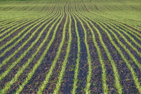 Grain field