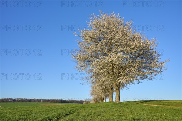 Row of cherry trees