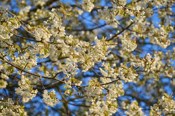 Cherry tree