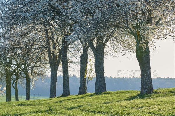 Row of cherry trees