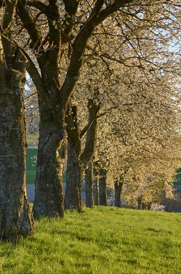 Row of cherry trees