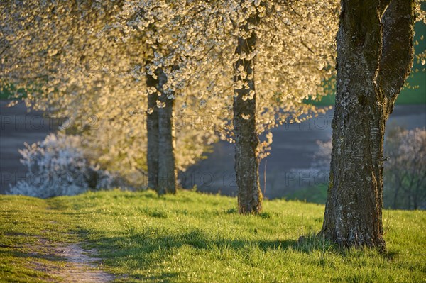 Row of cherry trees