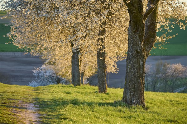 Row of cherry trees