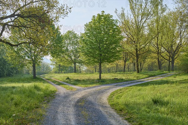 Forked gravel path