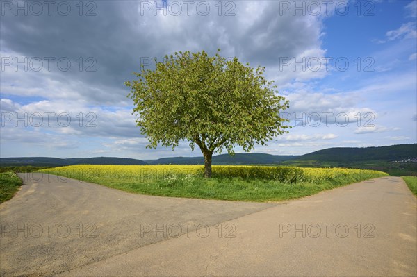 Fork in the road