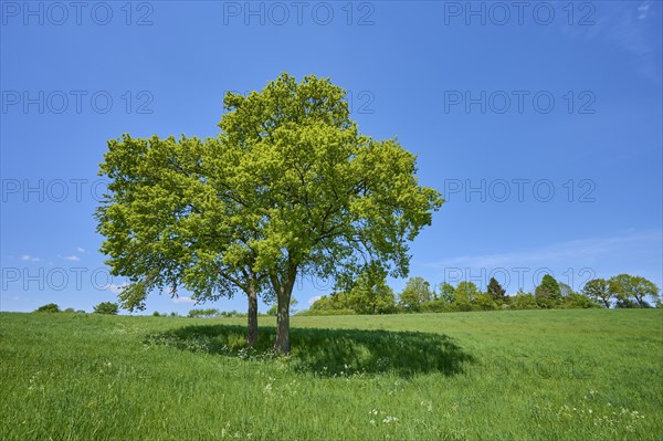 Oak tree