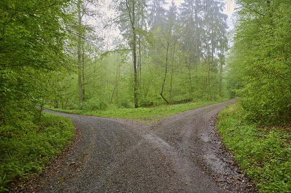 Forest path