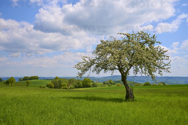 Apple tree