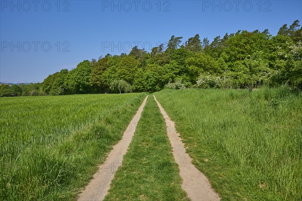 Meadow path