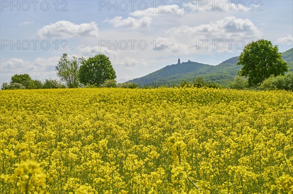 Rape field