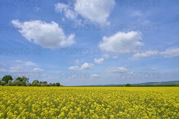 Rape field