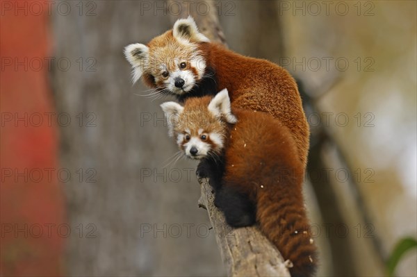 Red panda