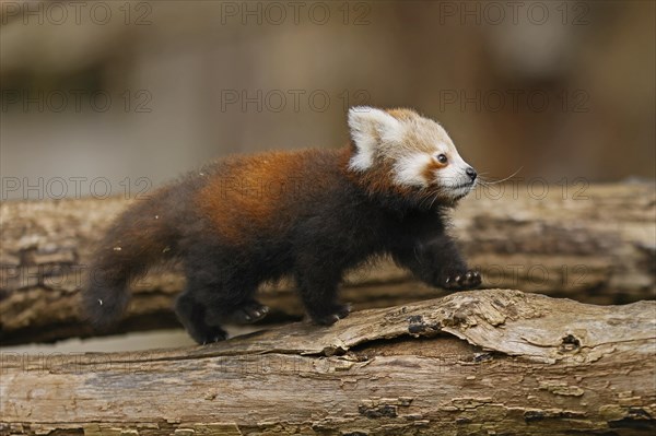 Red panda