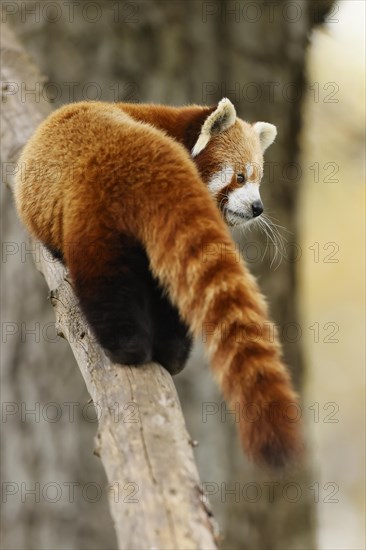 Red panda