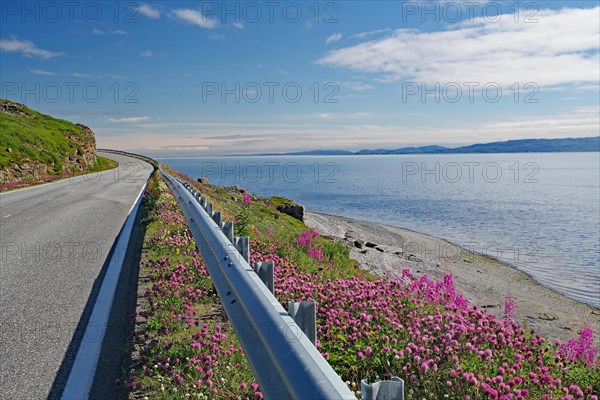 Narrow-leaved willowherb along a road leading along the fjord