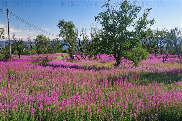 Narrow-leaved willowherbs cover the ground in bloom and in huge quantities